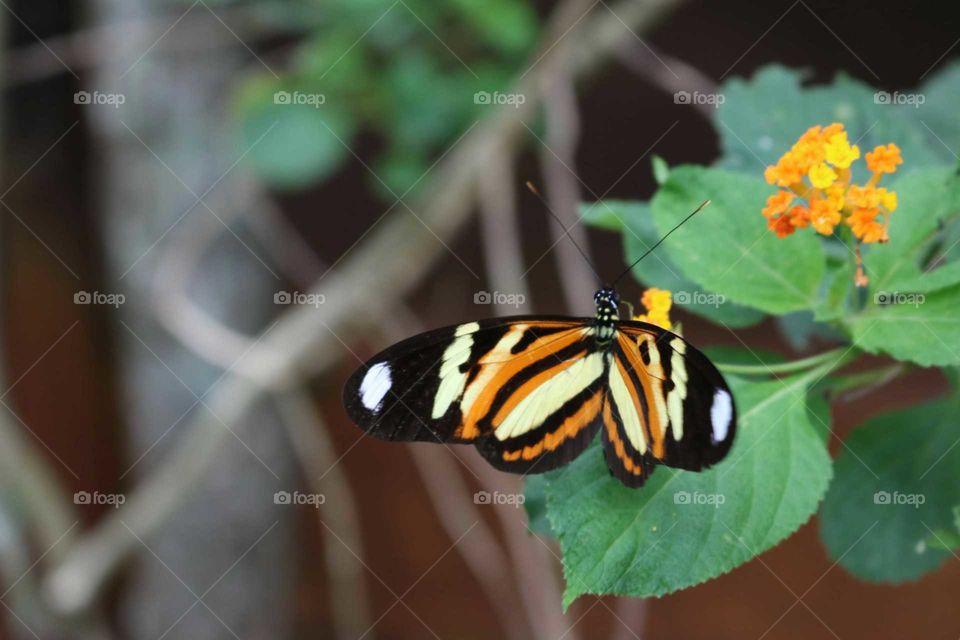 Multicolored butterfly