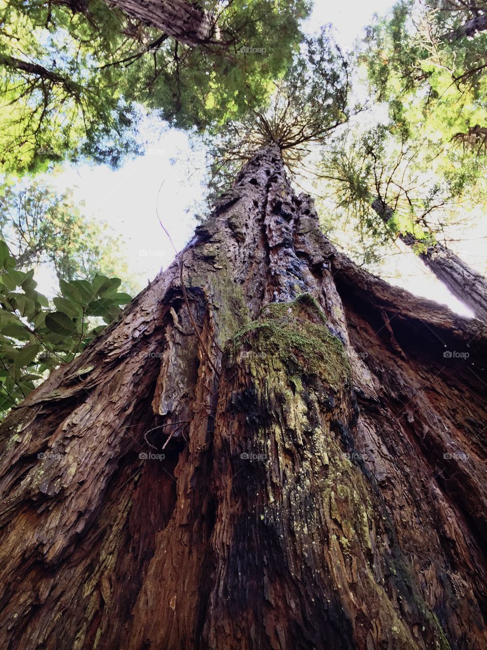 Majestic Redwoods . Looking up a Redwood tree in Muir Woods. 