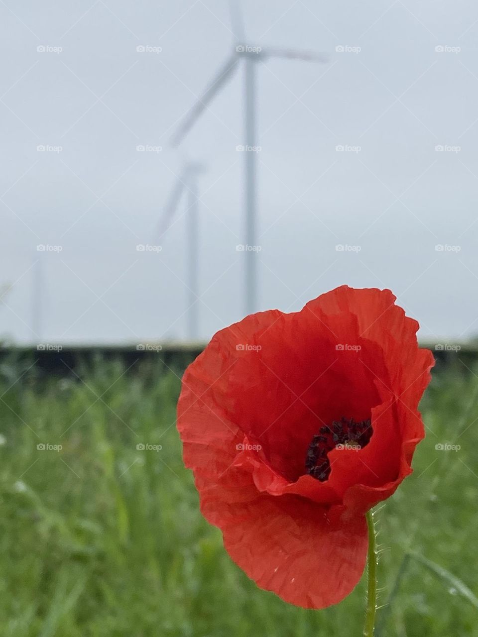 Red flower by windmill 