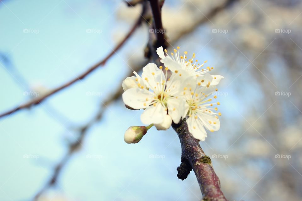 withe flowers, tree