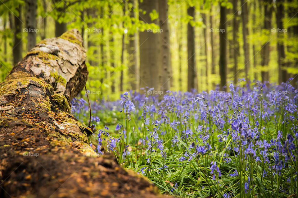 Bluebells in spring