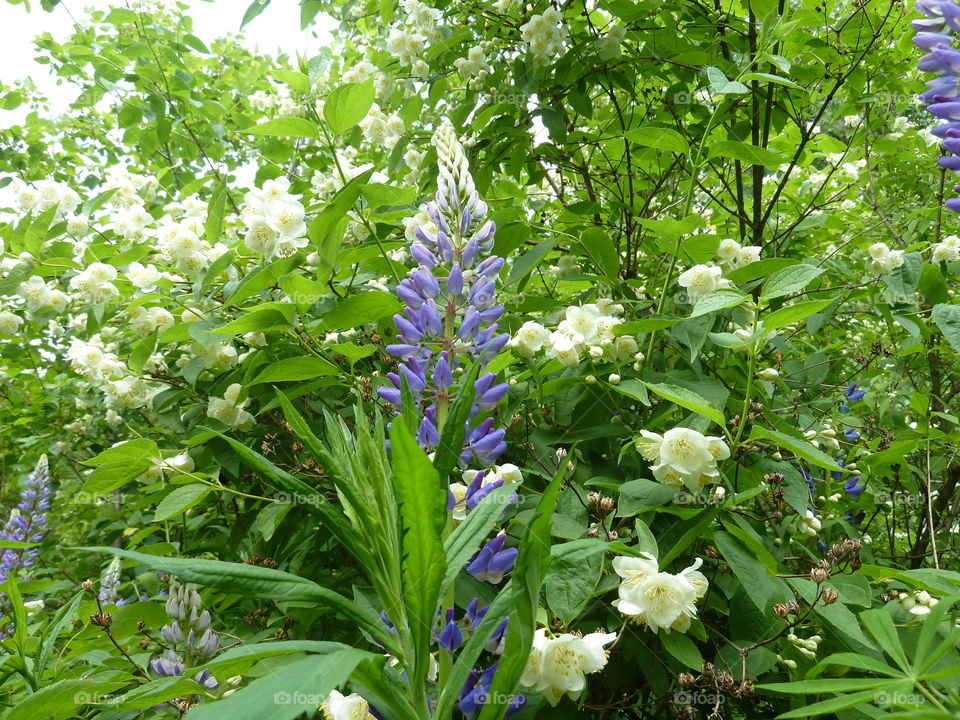 June flowers of summer