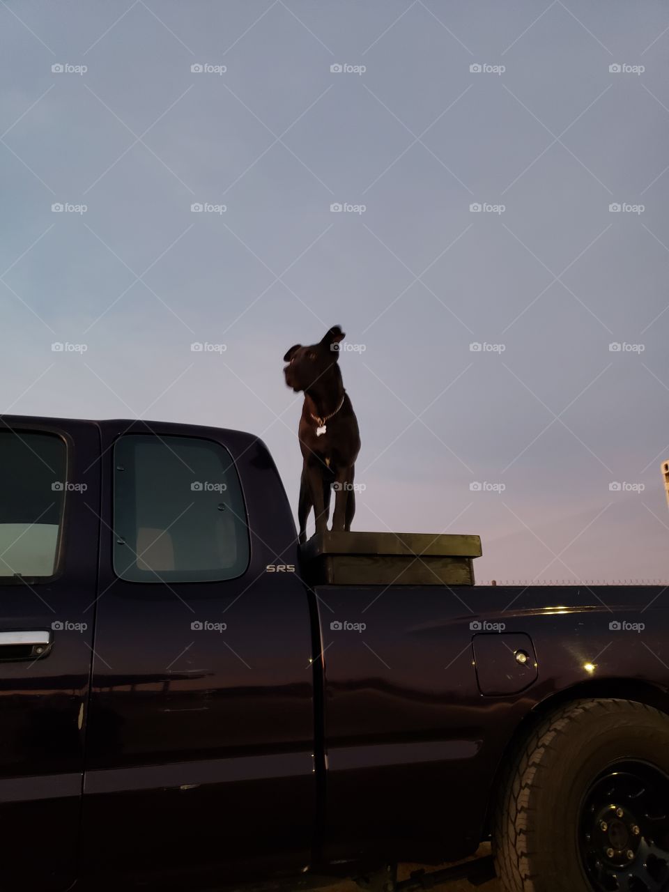 dog standing on truck