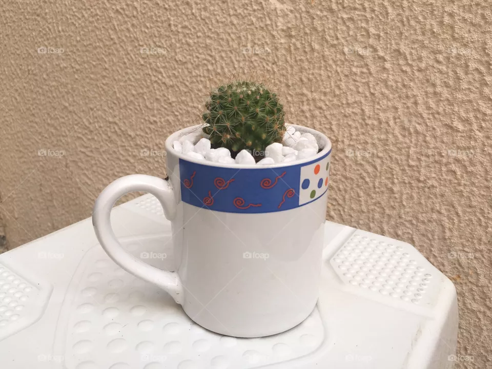 Cactus 
