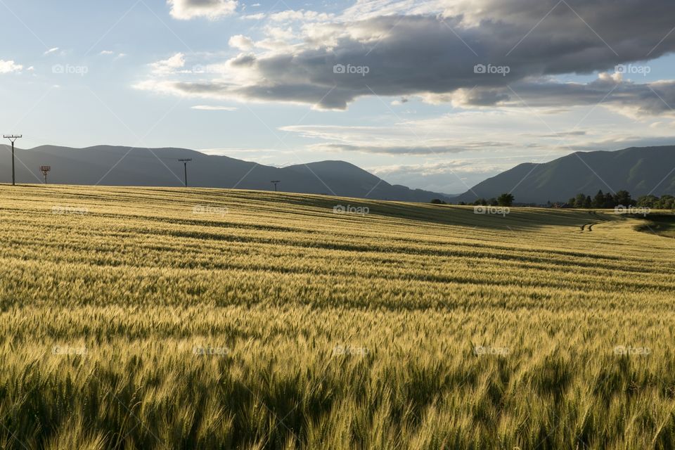 Golden wheat field during sunset.  Slovakia