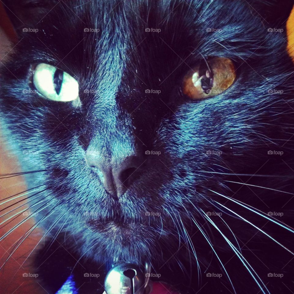 Cham-cham. my cat Cham-cham. her left eye is slightly different colored than her right