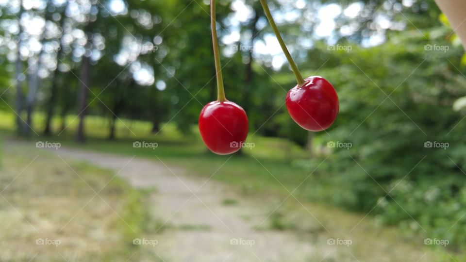 Cherry twins. Cherries from a cherry tree in the botanical gardens