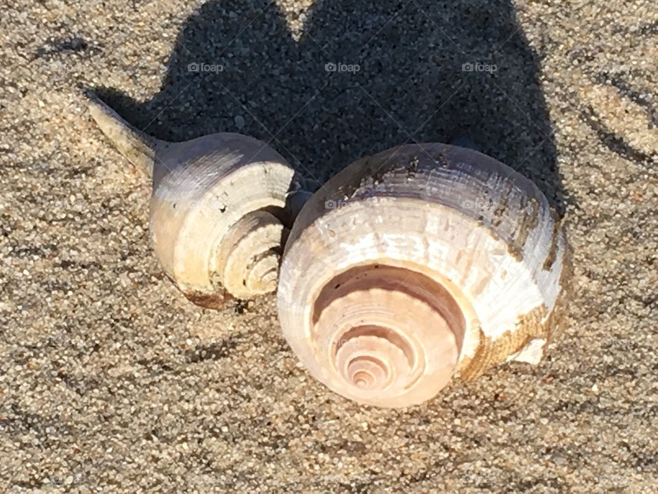 Seashells found on the beach.