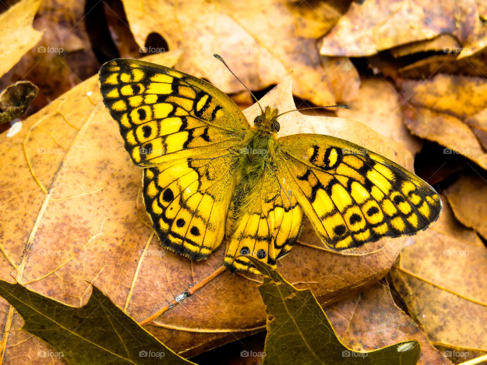 Yellow And Black Butterfly On Dry Fall Leaves