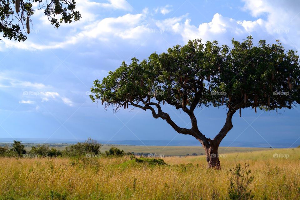 Tree on grassy landscape