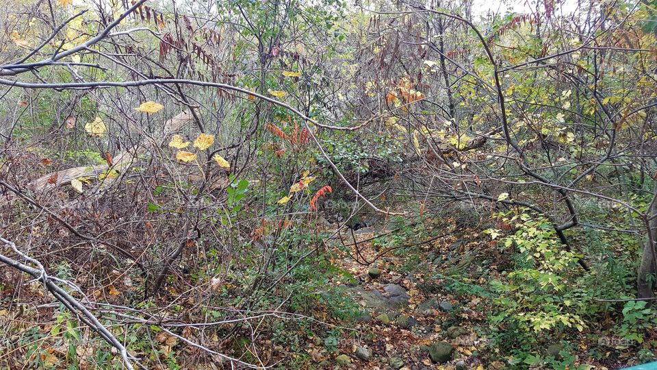 Tree, Leaf, Nature, Wood, Landscape