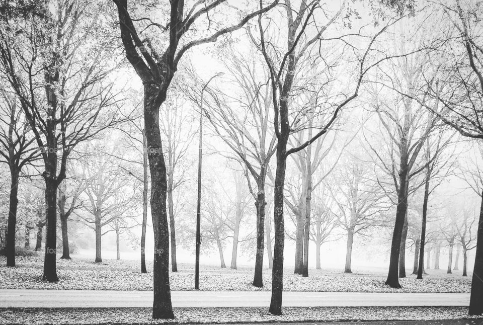 Frozen bare trees in foggy weather