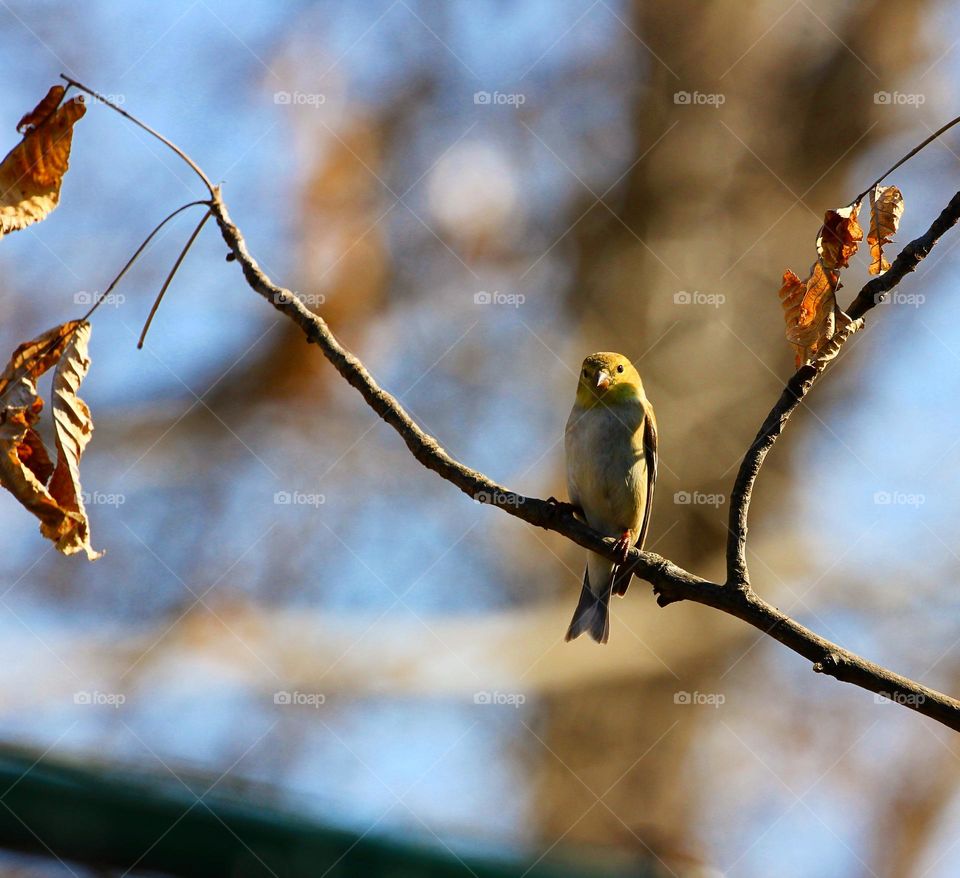 Golden spring 