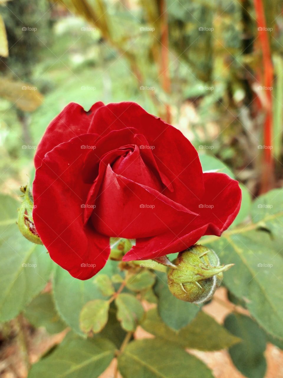 Rose