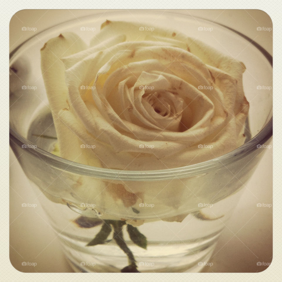 White Rose