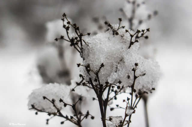 Snow
