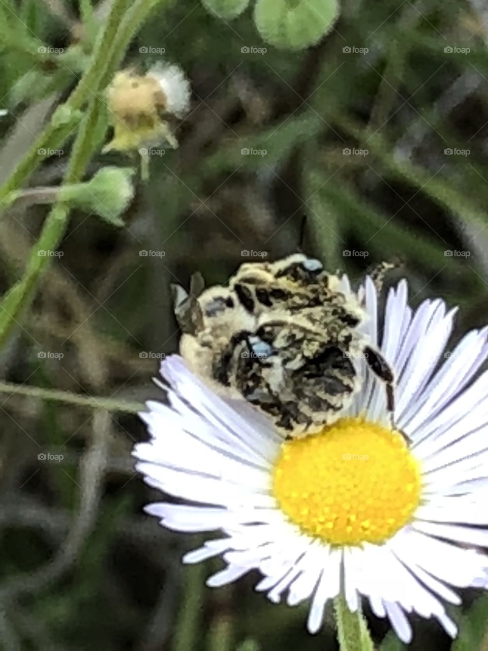 The bees who got in a fight