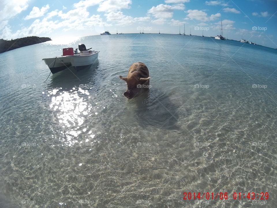 The swimming pigs of Bahamas