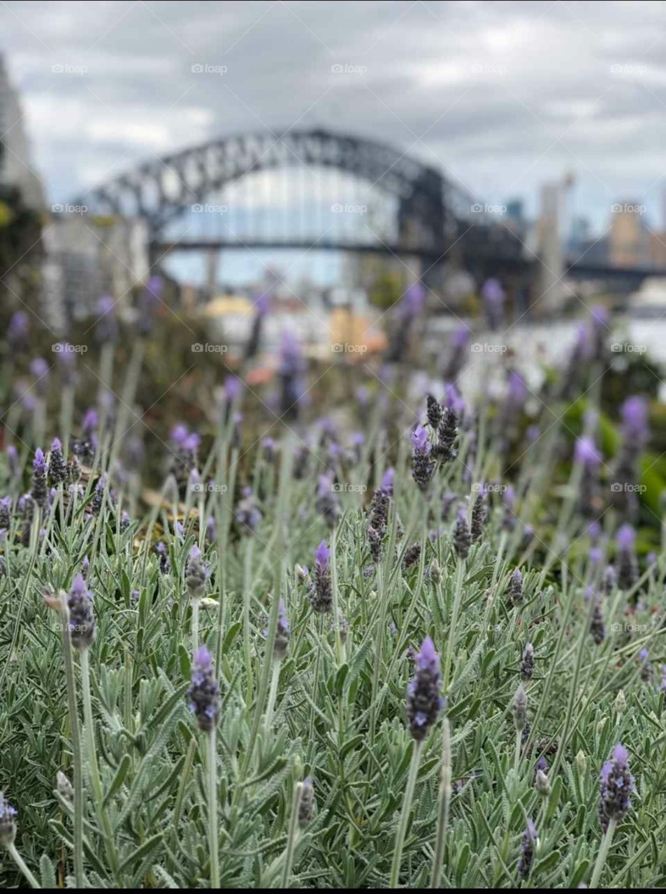 Sydney harbour bridge, Australia