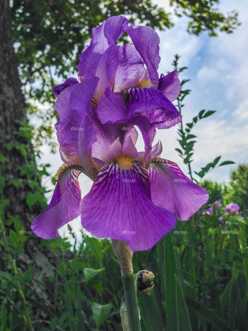 Light infused iris