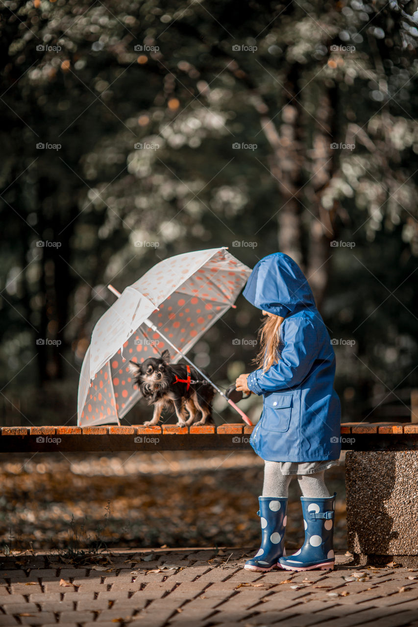 Little girl with umbrella in waterproof boots walking with chihuahua dog 