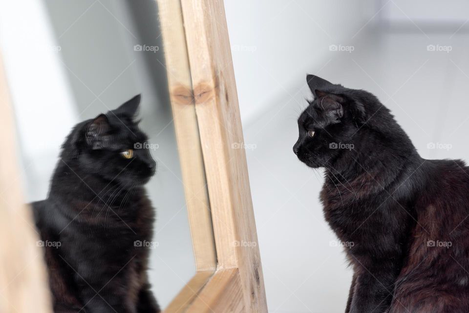 Cat looking at himself in the mirror, funny animal portrait