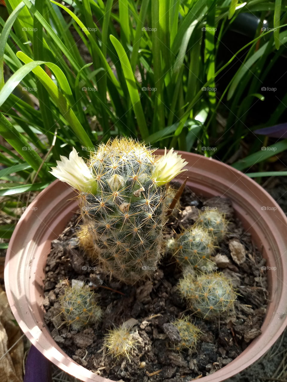 #cactus