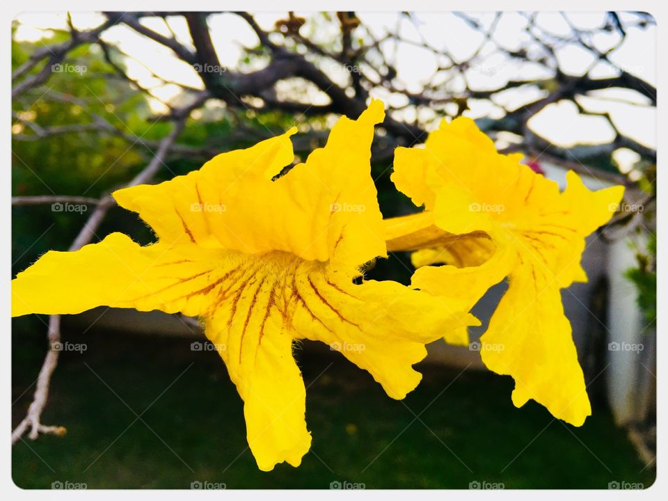 🌺Fim de #cooper - suado, cansado e feliz, curtindo a beleza das #flores de #ipê amarelo!
🏁
#corrida
#running
#flowers
#CorujãoDaMadrugada
#alvorada
#flor