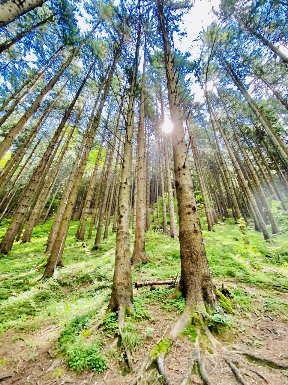 Heaven in the forest