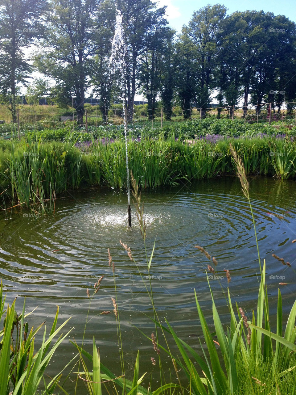 malmö sweden garden pond by nitha75