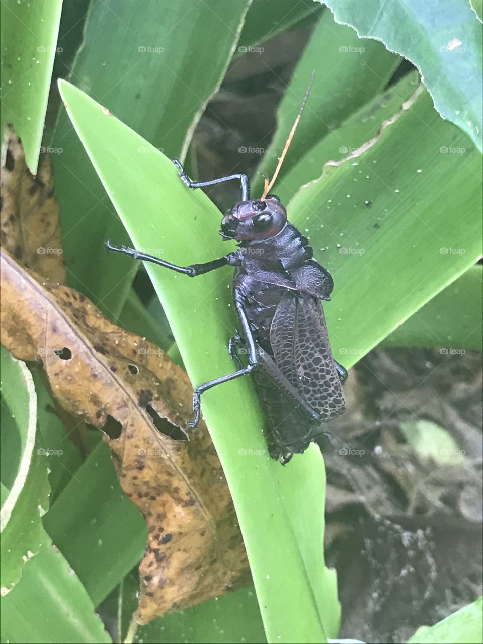 Grasshopper, Panama, December 2016