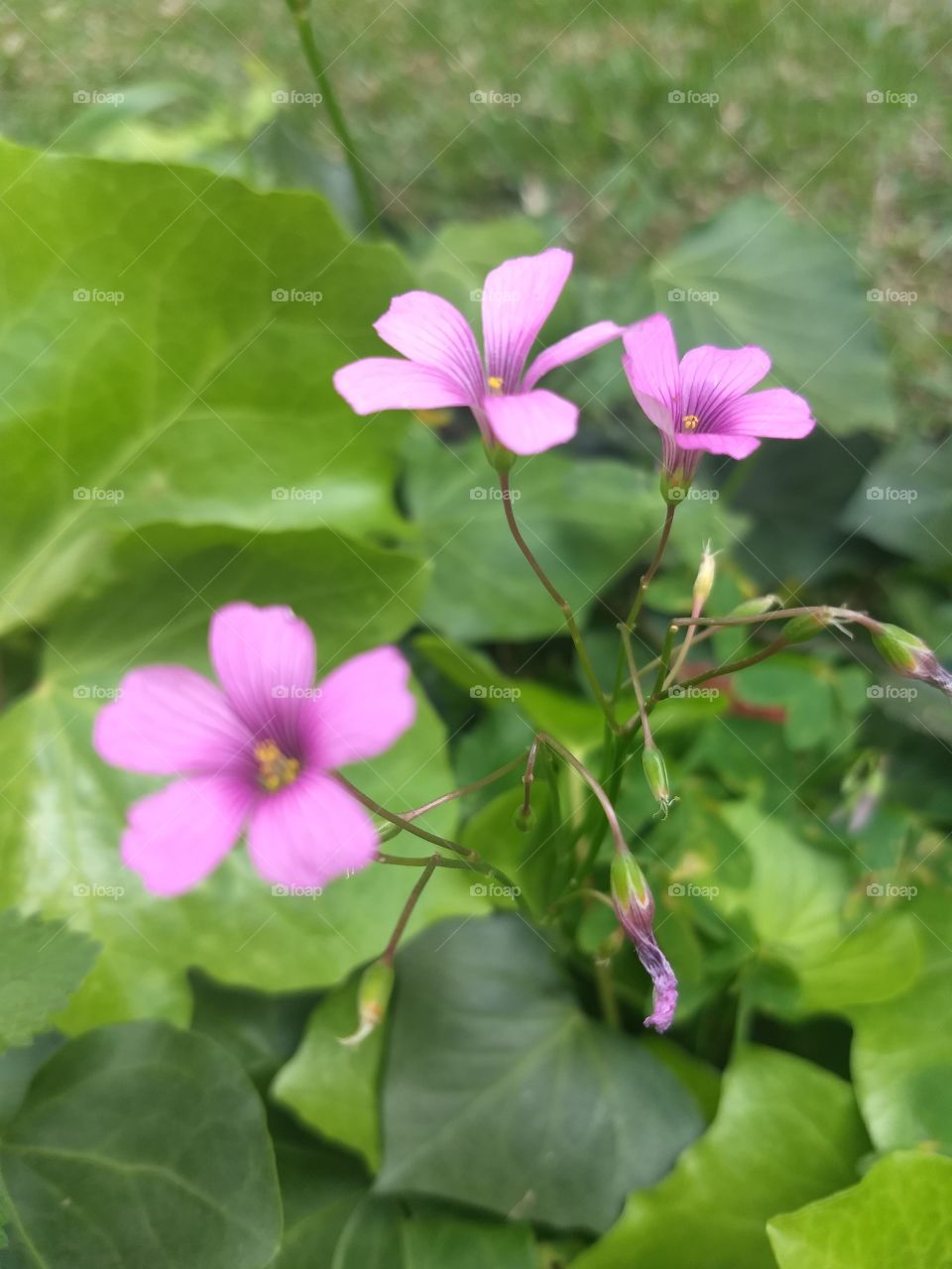 pink Flower