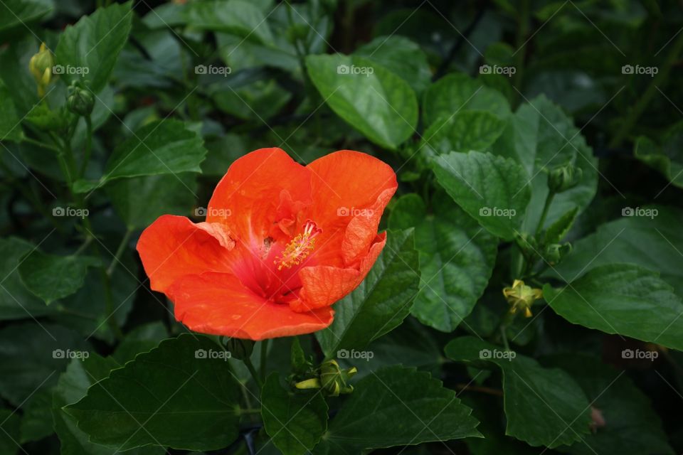 portrait of a flowers