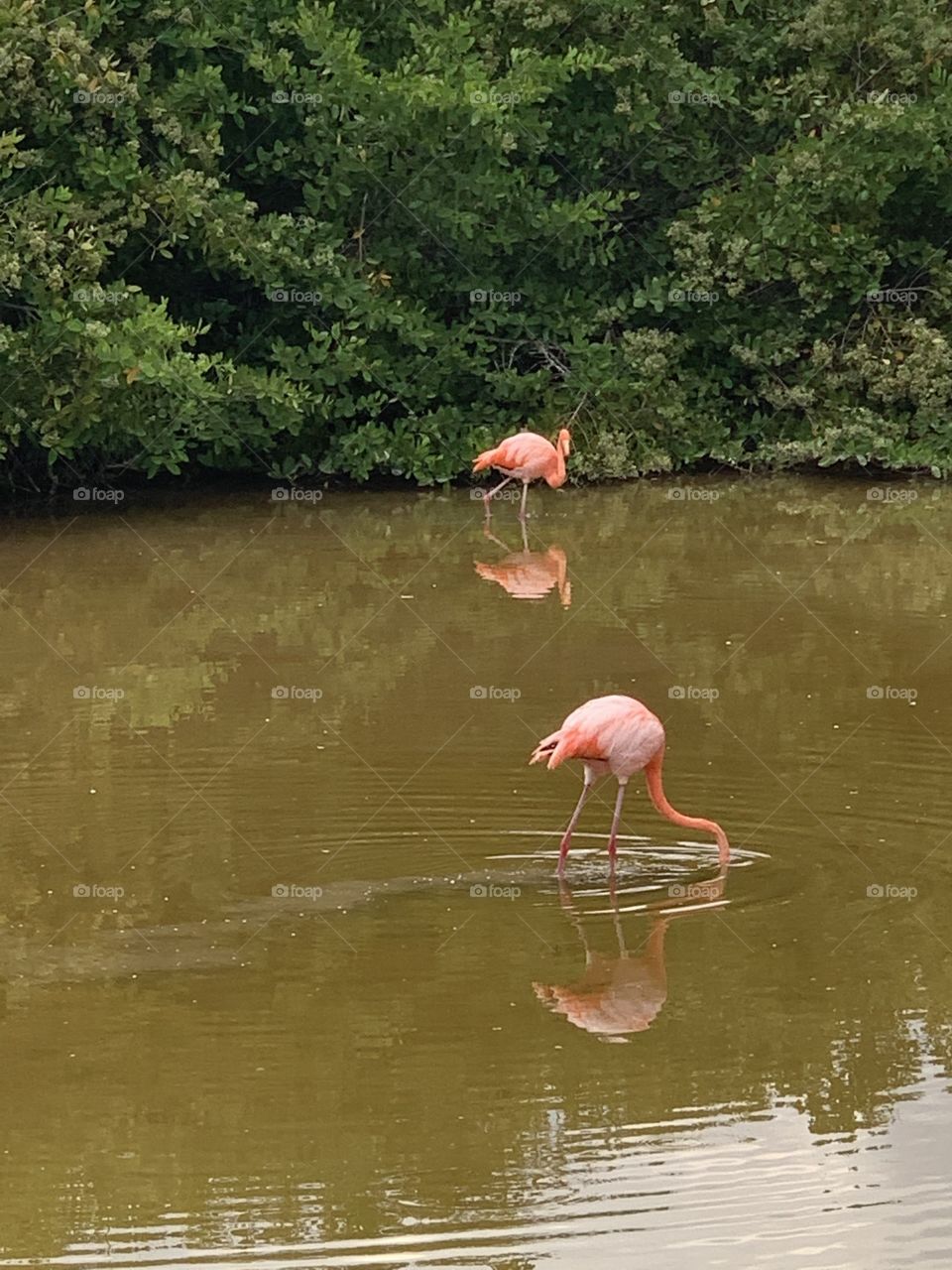 Flamingos 