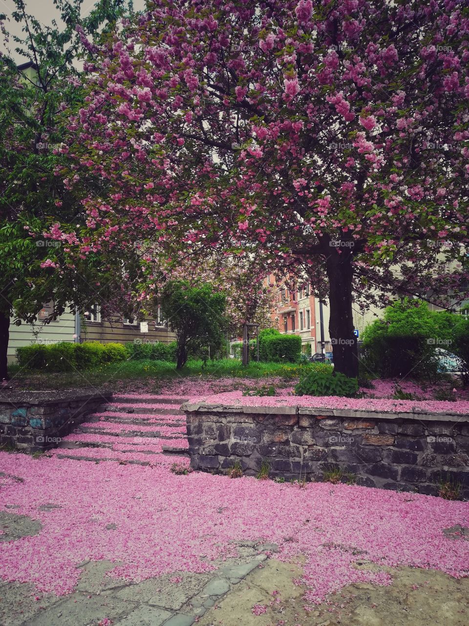Pink tree in the city