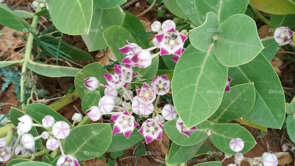 Indian beautiful flower plants object
