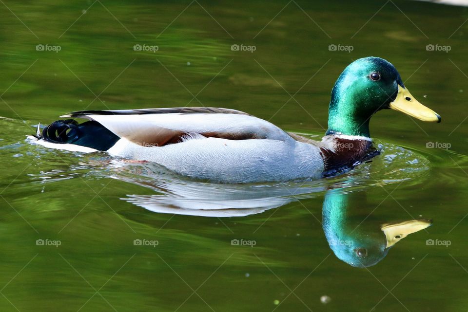 mallard duck