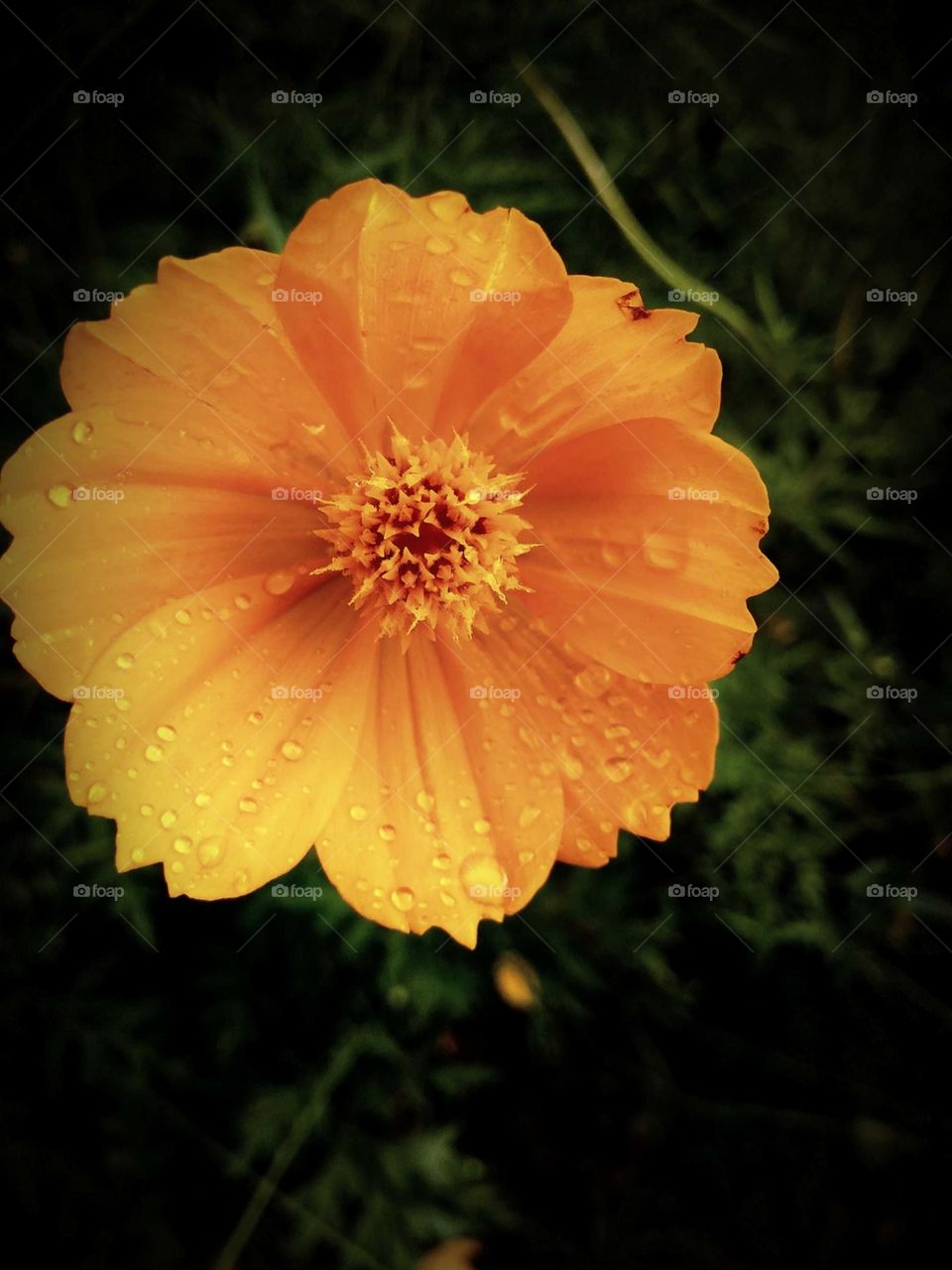 sulfur cosmos flower in water drops
