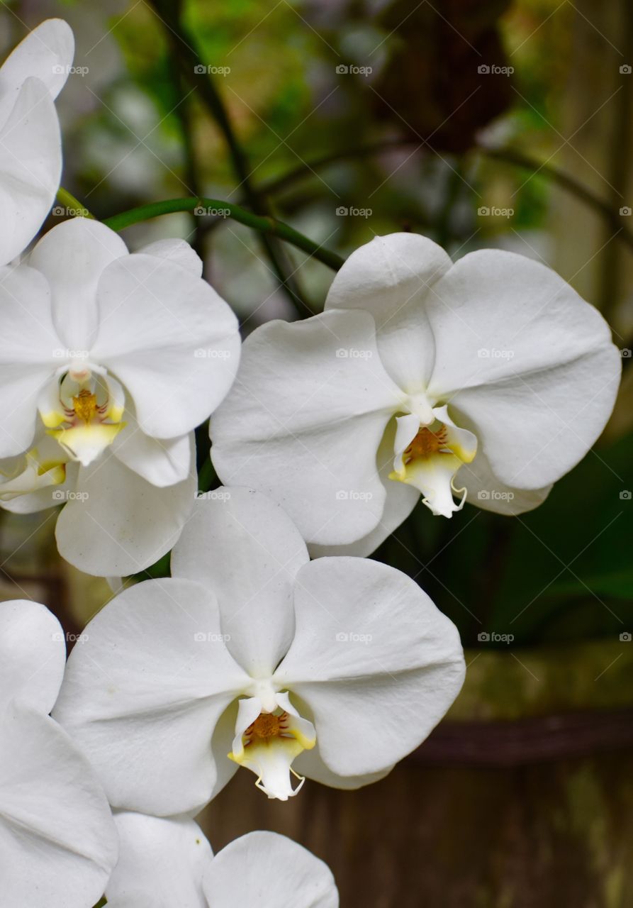 Beautiful white orchids