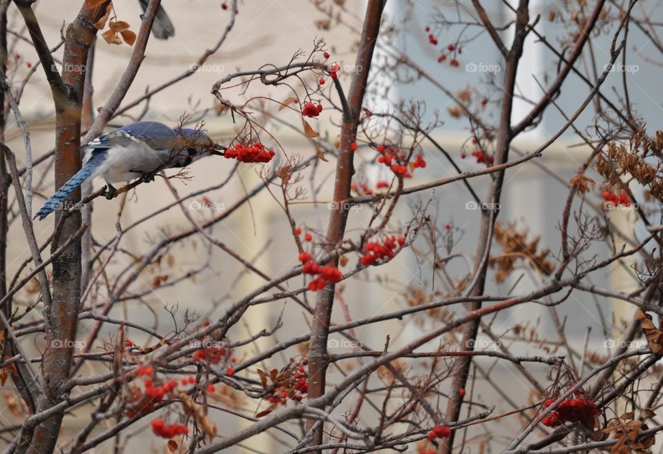 Blue jay perched on branch while eating red berry