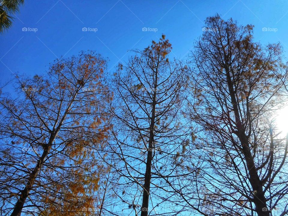 I love to go to Lake Lily Park to relax, be in nature, and take photos. As I was laying in the grass relaxing, I took a few pictures of my view from on the ground.