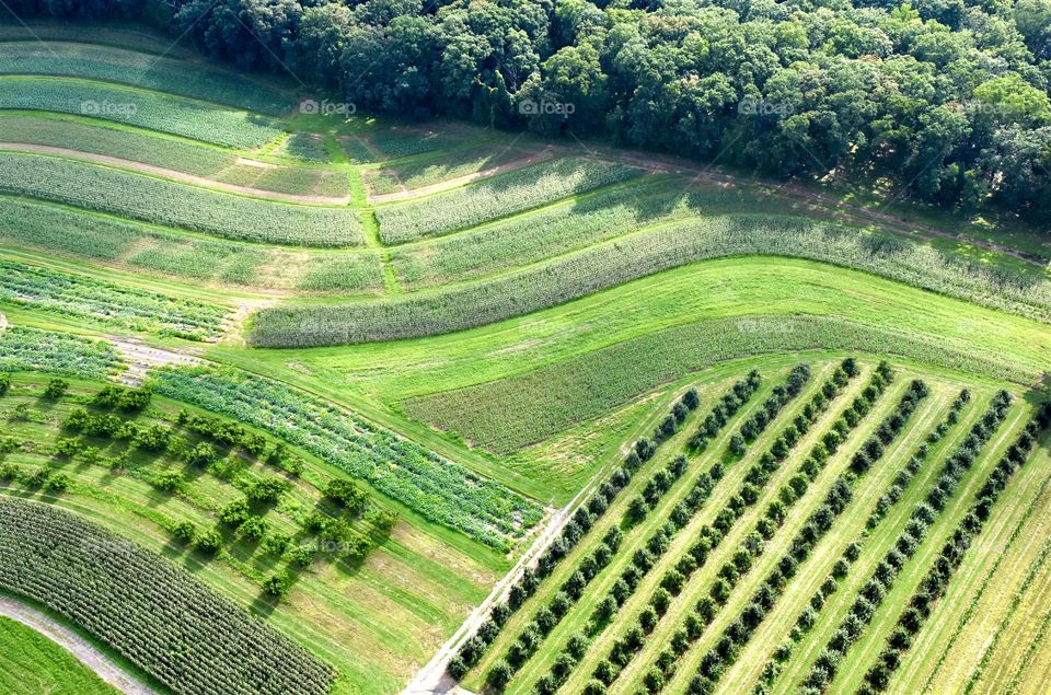 Aerial view of a tree farm in the summer