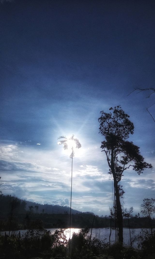 palm and old tree