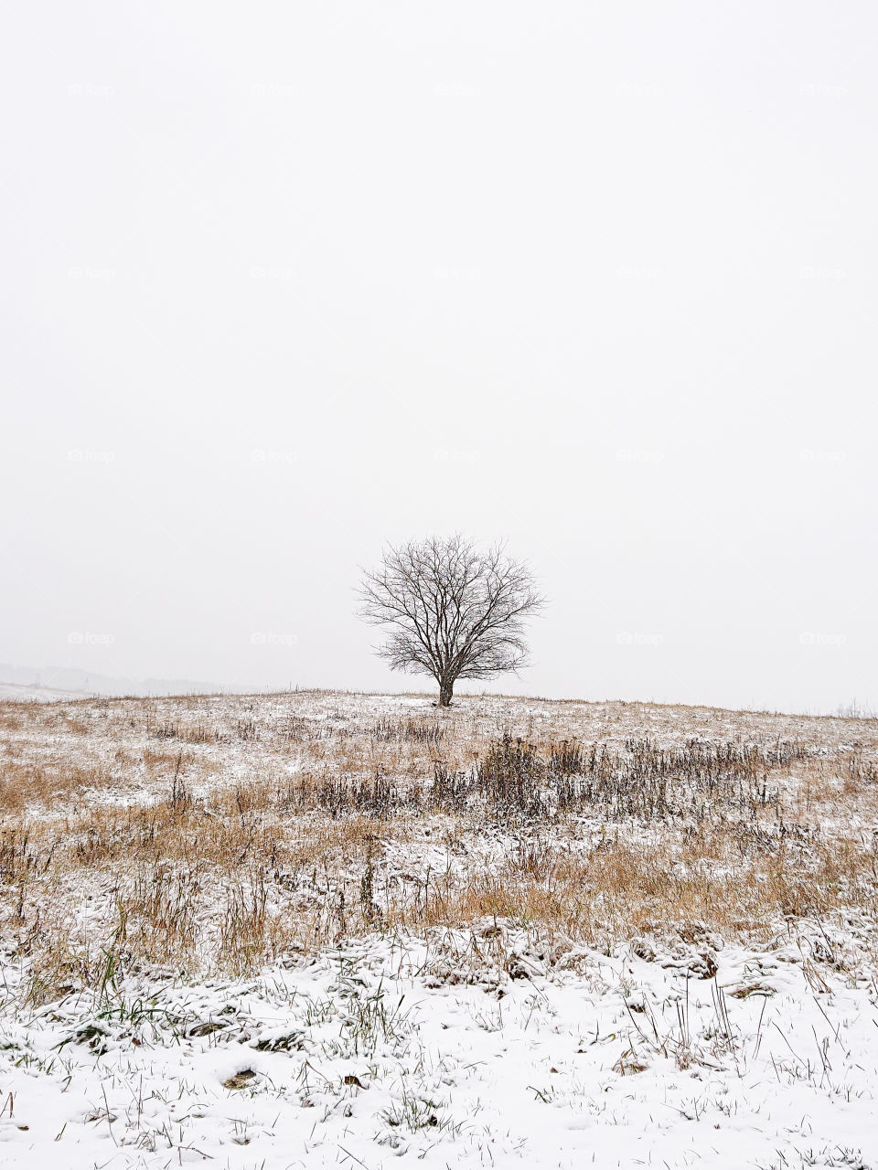 Lonely tree