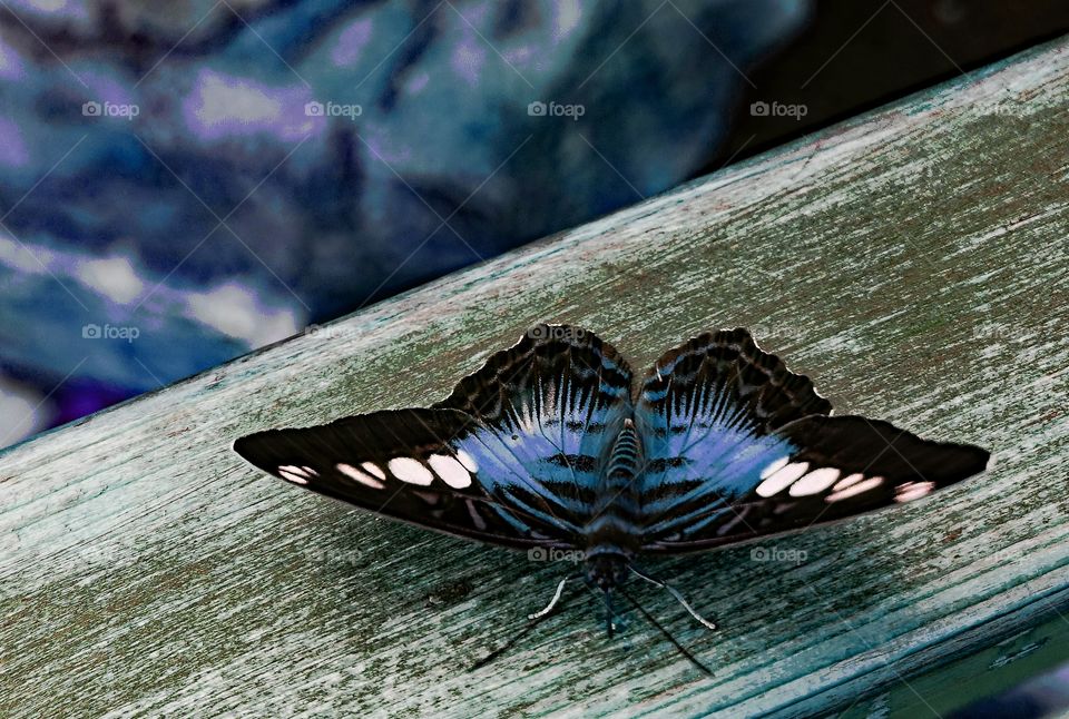 Blue butterfly on the wooden house