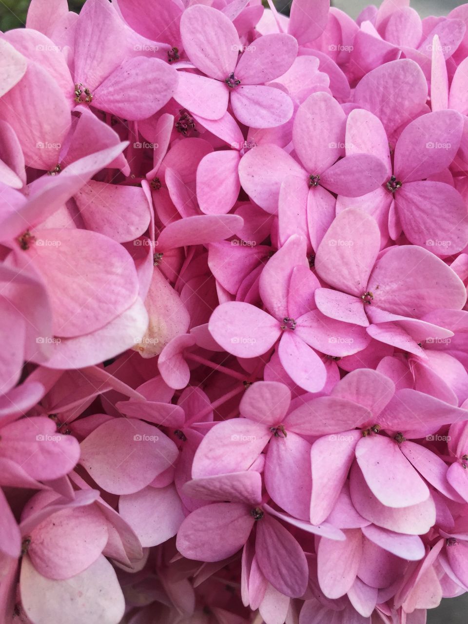 Pink Hydrangea 