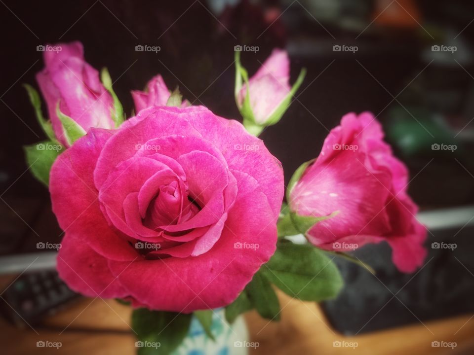 Rose flower in black background