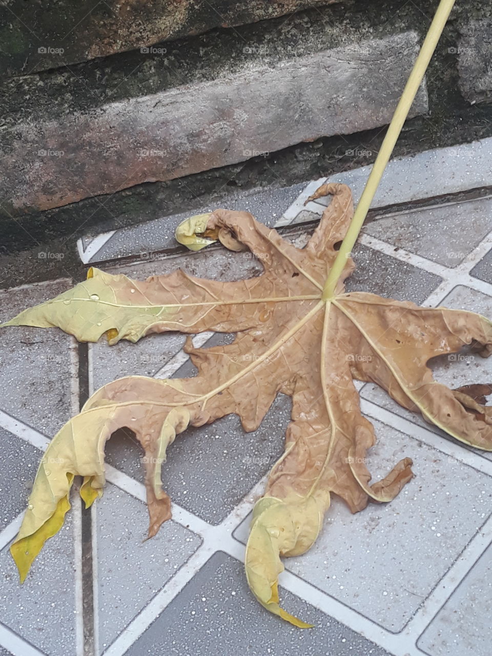 old leaf