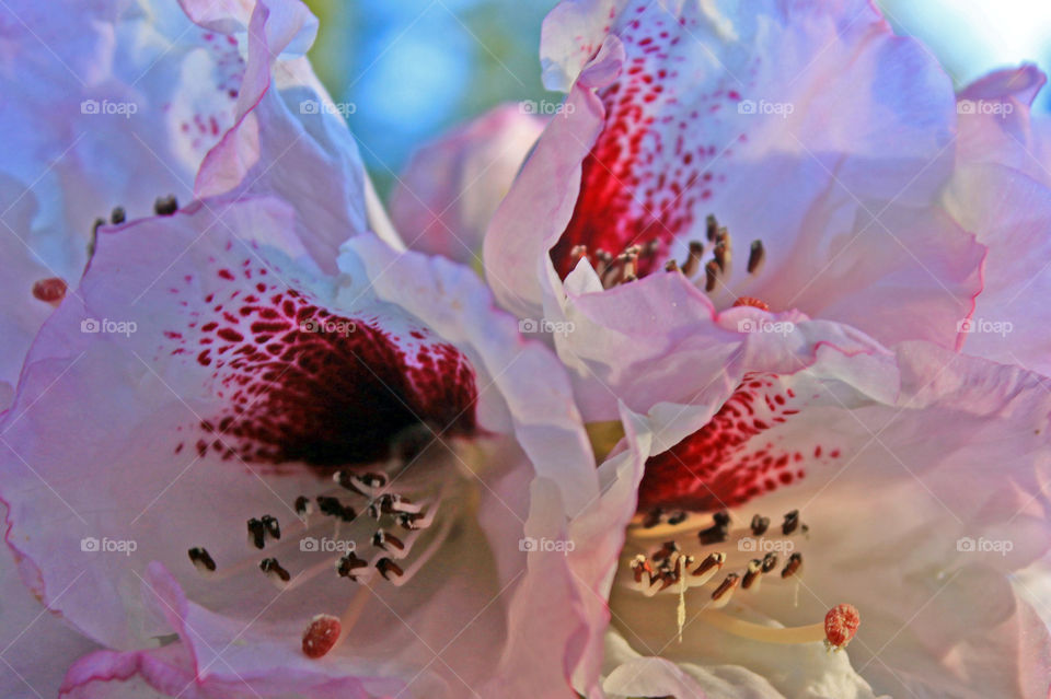 A closeup of a cluster of early blooming pink and red-centred rhododendron flowers. The sunlight is shining through the petals showing the intricate shape and form of these delicate blossoms. ☀️