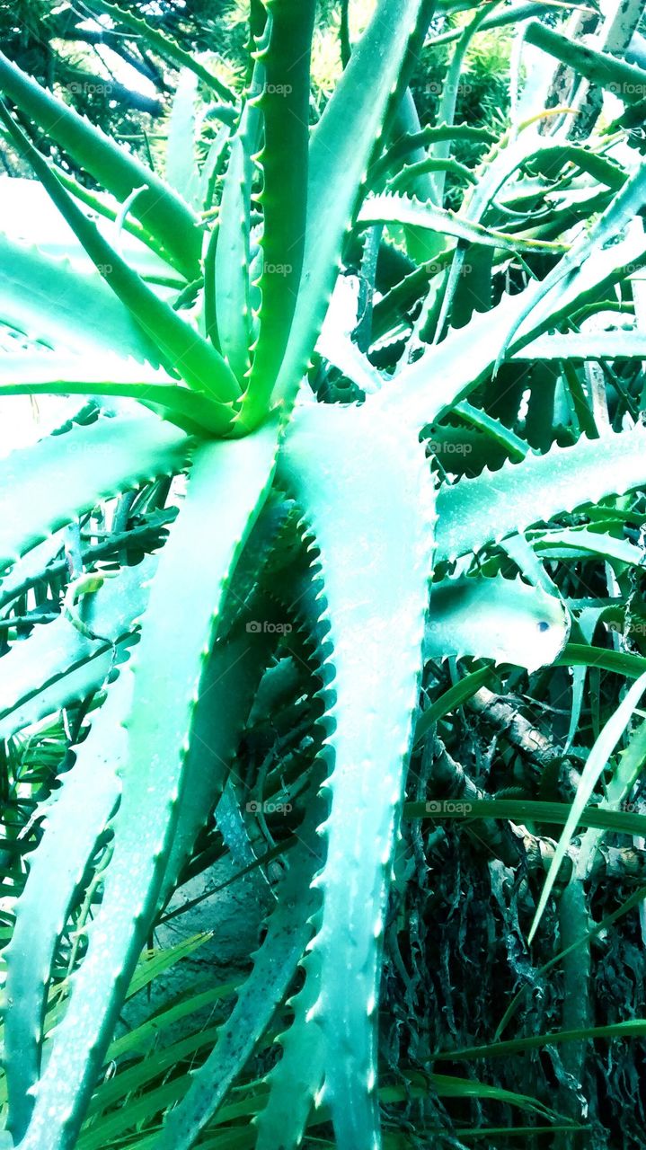 Aloe